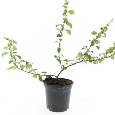Chaenomeles j. 'Sargentii'