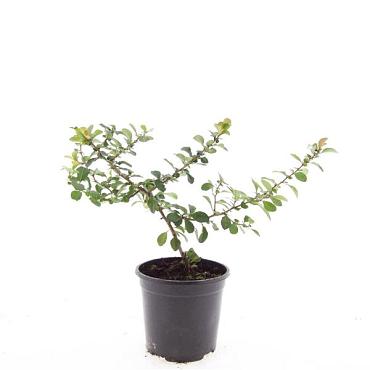 Chaenomeles j. 'Sargentii'