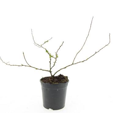 Chaenomeles j. 'Sargentii'