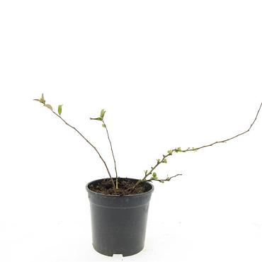 Chaenomeles sup. 'Jet Trail'