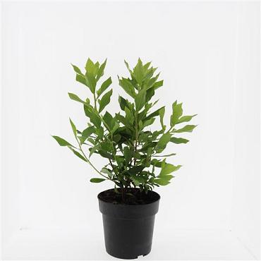 Clethra alnif. 'Hummingbird'