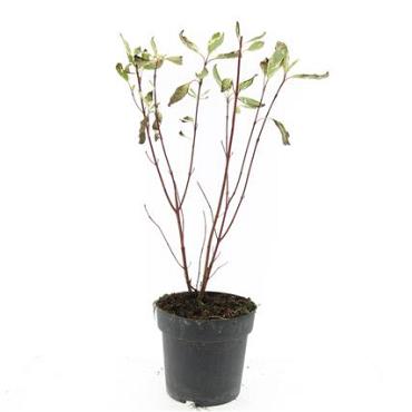 Cornus alba 'Elegantissima'