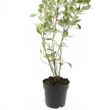 Cornus alba 'Elegantissima'