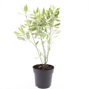Cornus alba 'Elegantissima'
