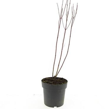 Cornus alba 'Elegantissima'