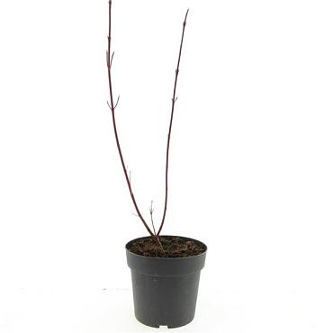 Cornus alba 'Gouchaultii'