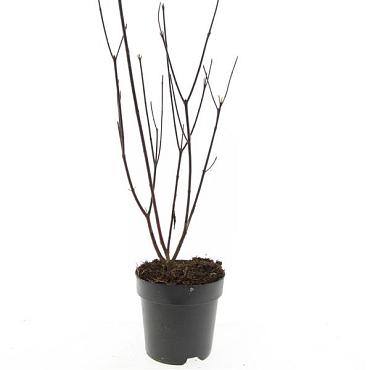Cornus alba 'Kesselringii'