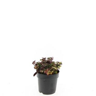 Cornus canadensis