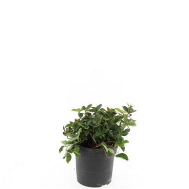 Cornus canadensis