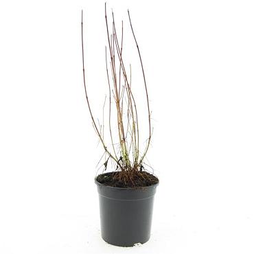 Cornus sericea 'Kelseyi'