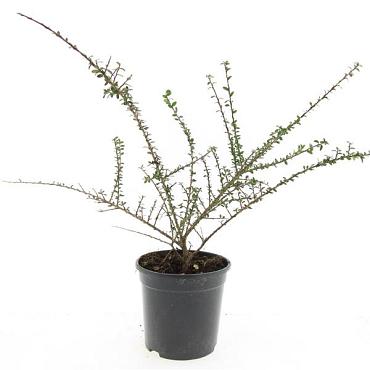 Cotoneaster conspicuus decorus