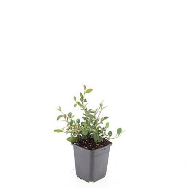 Cotoneaster dammeri