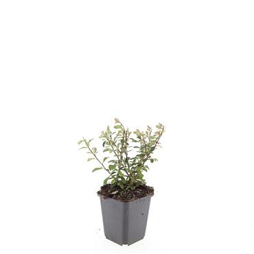 Cotoneaster radicans 'Eichholz'