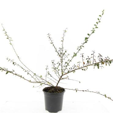 Cotoneaster suec. 'Coral Beauty'