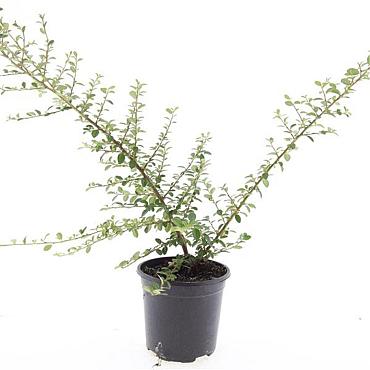 Cotoneaster suec. 'Coral Beauty'