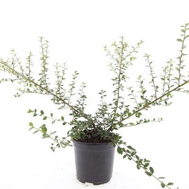 Cotoneaster suec. 'Coral Beauty'
