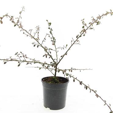 Cotoneaster suec. 'Coral Beauty'