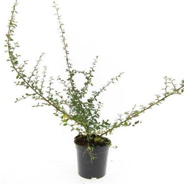Cotoneaster suec. 'Coral Beauty'