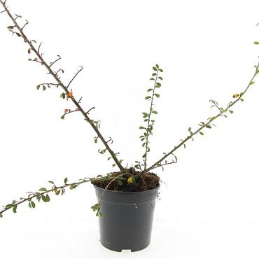 Cotoneaster suec. 'Skogholm'