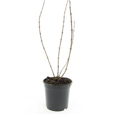 Deutzia gracilis