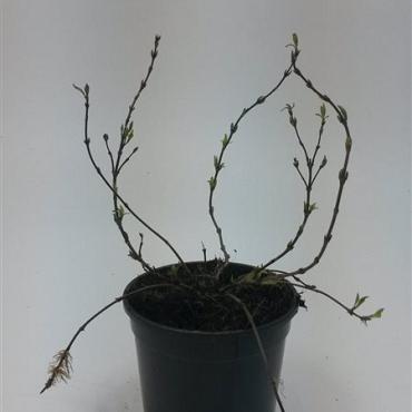 Deutzia gracilis 'Nikko'