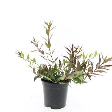 Deutzia gracilis 'Nikko'