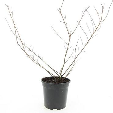Escallonia 'Donard Seedling'