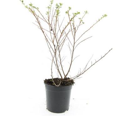 Escallonia 'Donard Seedling'