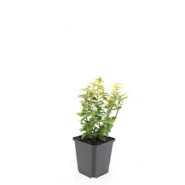 Euonymus fort. 'Emerald 'n' Gold'