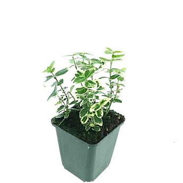 Euonymus fort. 'Emerald Gaiety'
