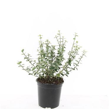 Euonymus fort. 'Emerald Gaiety'