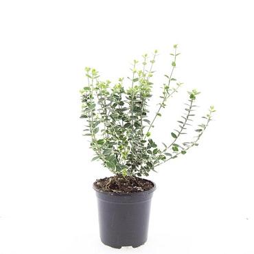 Euonymus fort. 'Emerald Gaiety'