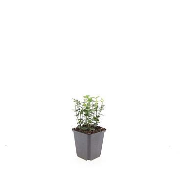 Euonymus fortunei radicans