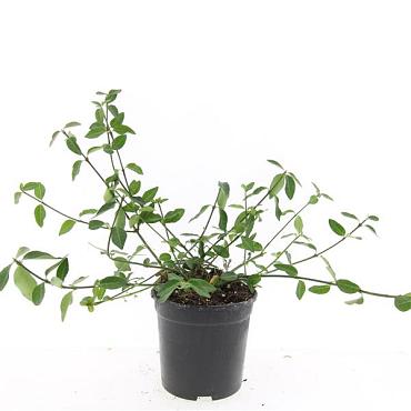 Euonymus fort. 'Tustin'