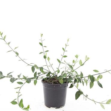 Euonymus fort. 'Tustin'