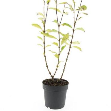 Forsythia int. 'Spectabilis'