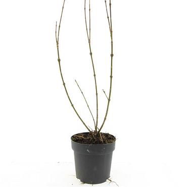 Forsythia int. 'Spectabilis'