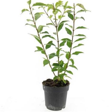 Forsythia int. 'Spectabilis'