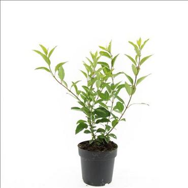 Forsythia int. 'Spectabilis'