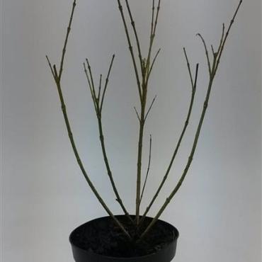 Forsythia int. 'Spectabilis'