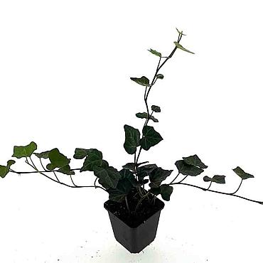 Hedera hibernica