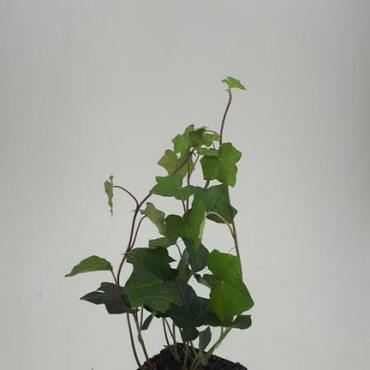 Hedera hibernica