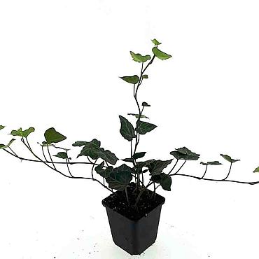 Hedera hibernica