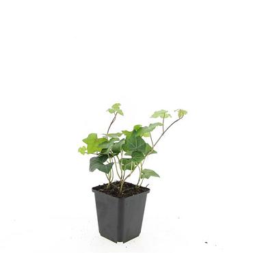 Hedera hibernica