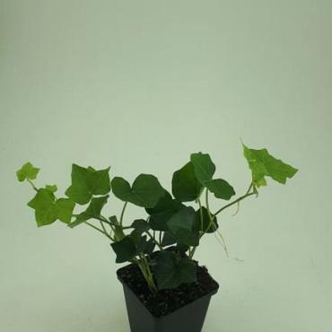 Hedera hibernica
