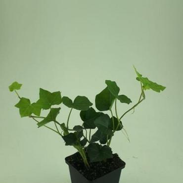 Hedera hibernica