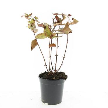 Hypericum andr. 'Albury Purple'