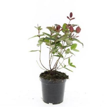 Hypericum andr. 'Albury Purple'
