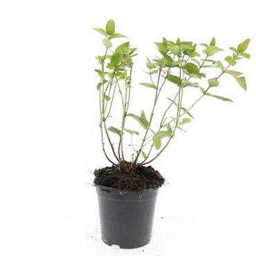 Hypericum inodorum