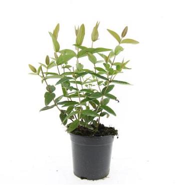 Hypericum inodorum
